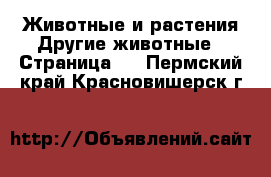 Животные и растения Другие животные - Страница 3 . Пермский край,Красновишерск г.